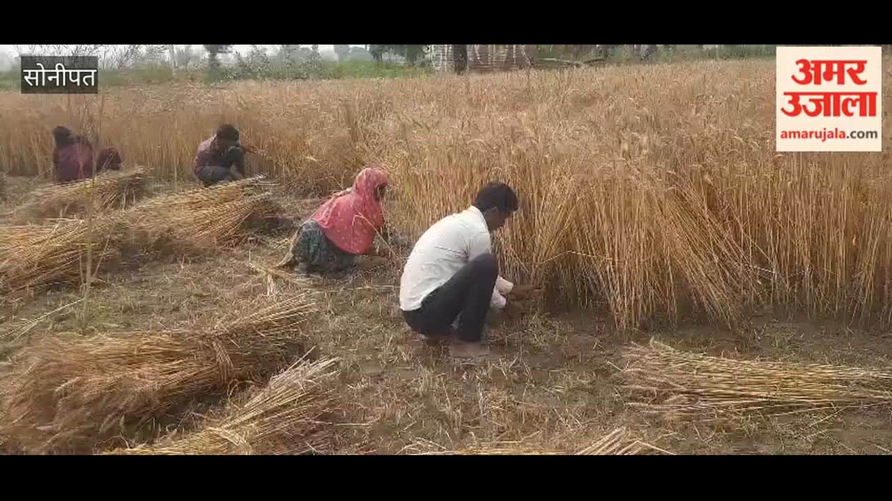 Wheat harvesting begins in the fields