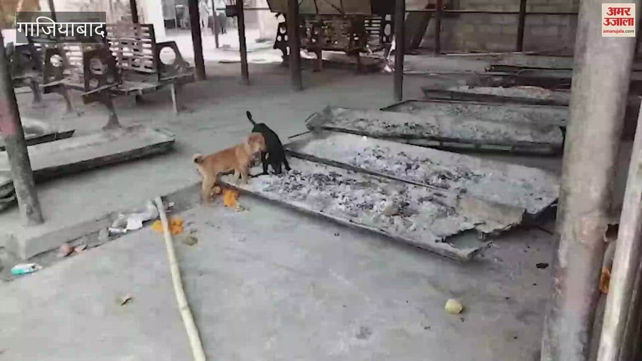 Dogs Devouring Bones Video from Hindon Cremation Ground Surfaces