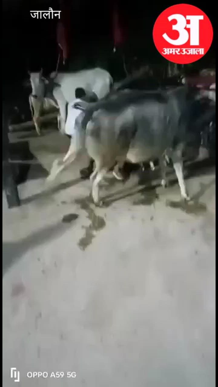 उरई: दूध नहीं देने पर पुजारी ने गाय को पीटा, वायरल वीडियो पर हुई कार्रवाई