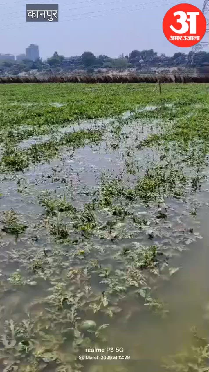 कानपुर: गंगा का जलस्तर बढ़ा, खीरा, ककड़ी की करीब 100 बीघा फसल जलमग्न