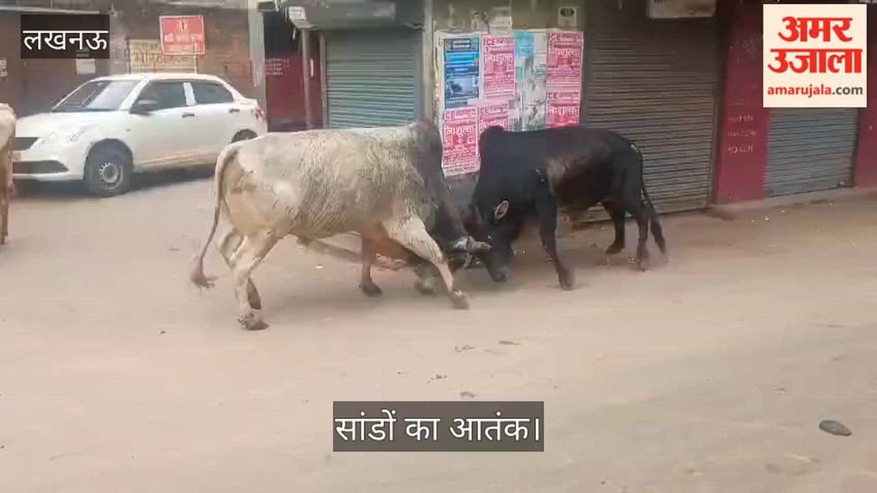 सांडों का आतंक: राहगीर और बुजुर्ग परेशान, बोले- रोड पर चलना मुश्किल हो गया