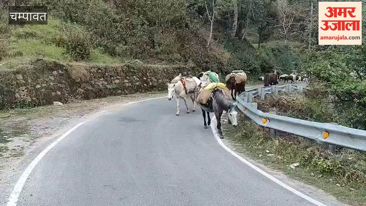 Shepherds return to the high Himalayas with a flock of 600 sheep in the high Himalayan regions of Pithoragarh district