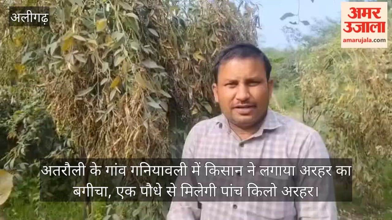 अतरौली के गांव गनियावली में किसान ने लगाया अरहर का बगीचा, एक पौधे से मिलेगी पांच किलो अरहर
