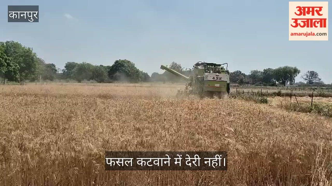 Kanpur Farmers Rush to Harvest Wheat Crop Amid Fears of Rain Say We Have Already Suffered Losses Once Before