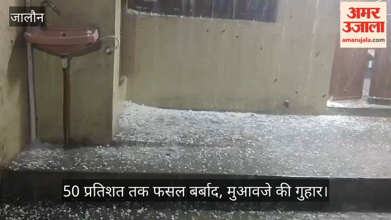 Havoc in Orai as Hailstorm Strikes at Midnight Wheat Crops Flattened Farmers Face Severe Financial Crisis