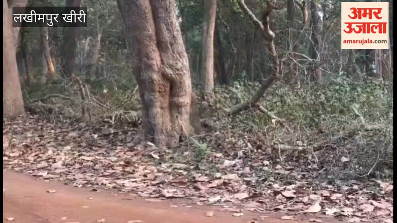 Bears Captivate Tourists in Dudhwa