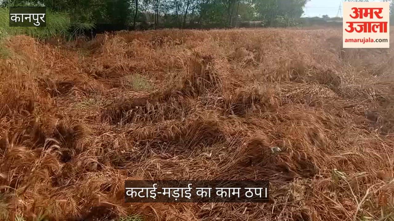 Kanpur Wheat Crop Flattened by Natures Fury Heavy Damage Reported in Several Areas