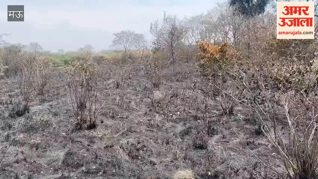 Vandevi Hundreds of Green Trees and Plants Reduced to Ashes in Forest Fire