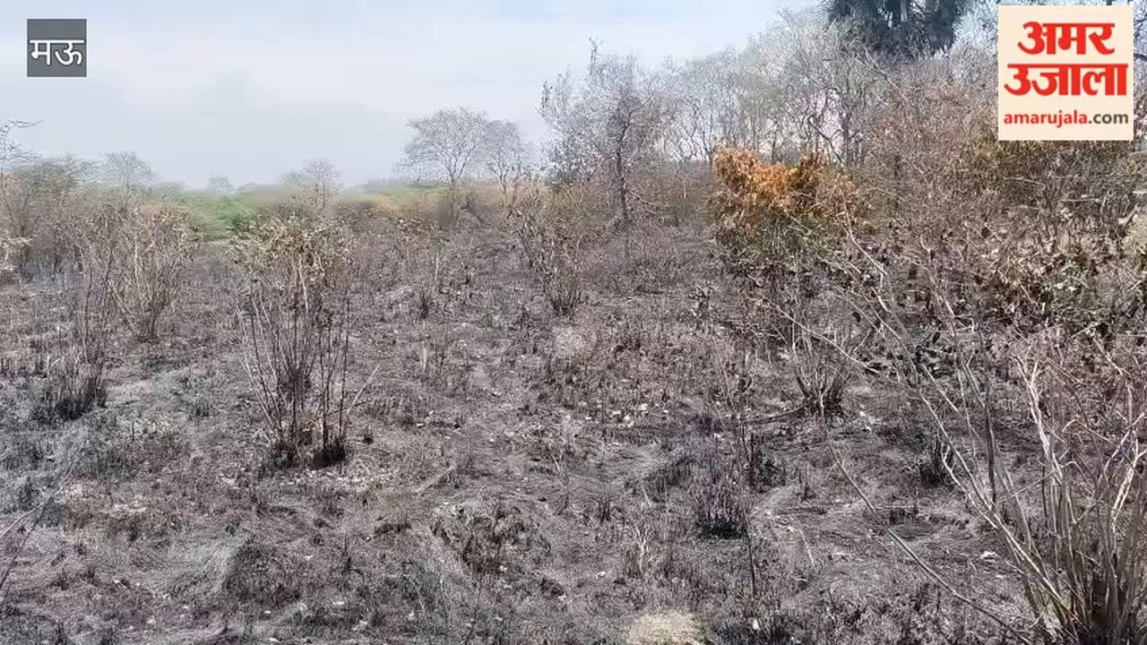 Vandevi Hundreds of Green Trees and Plants Reduced to Ashes in Forest Fire