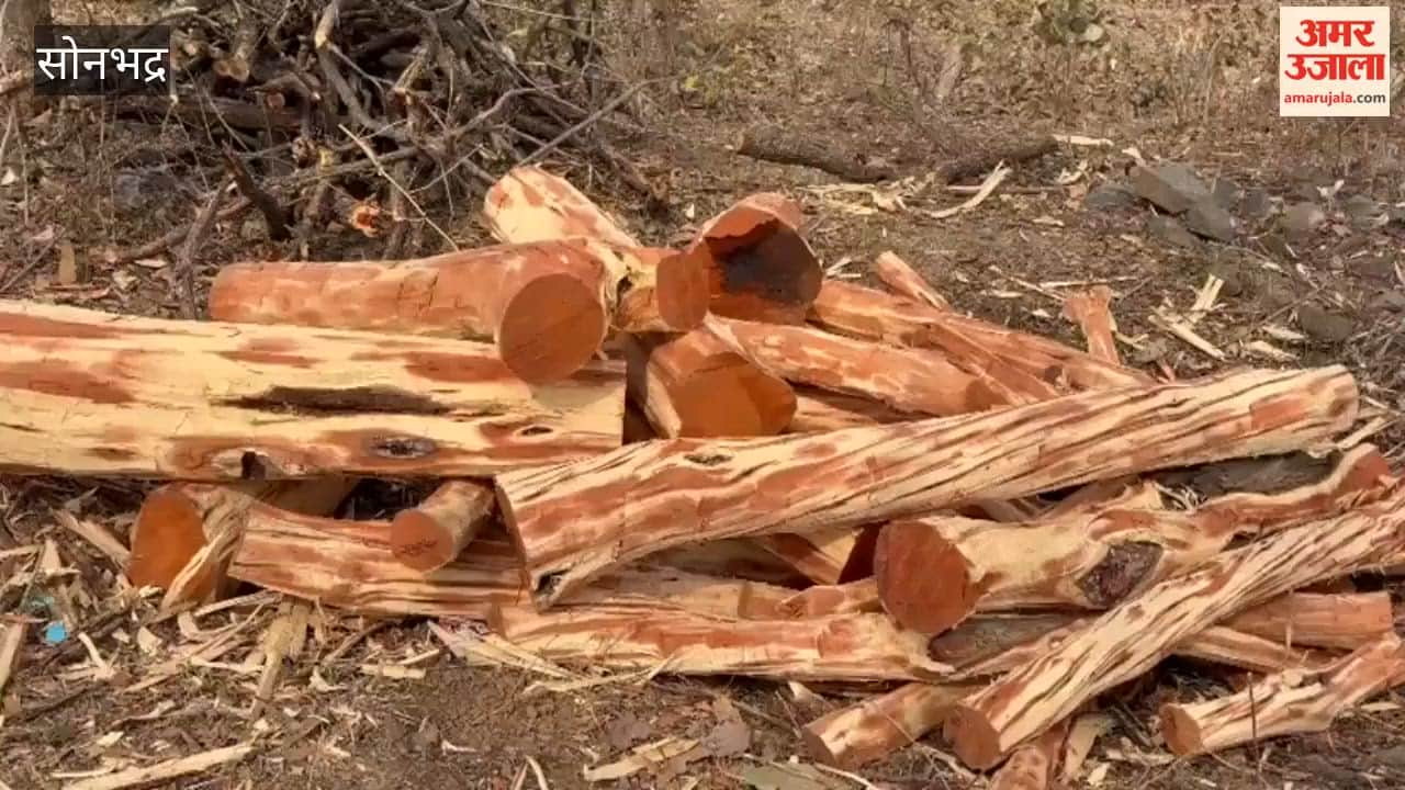 More Than Double Permitted Number of Trees Felled Against Permission for 17