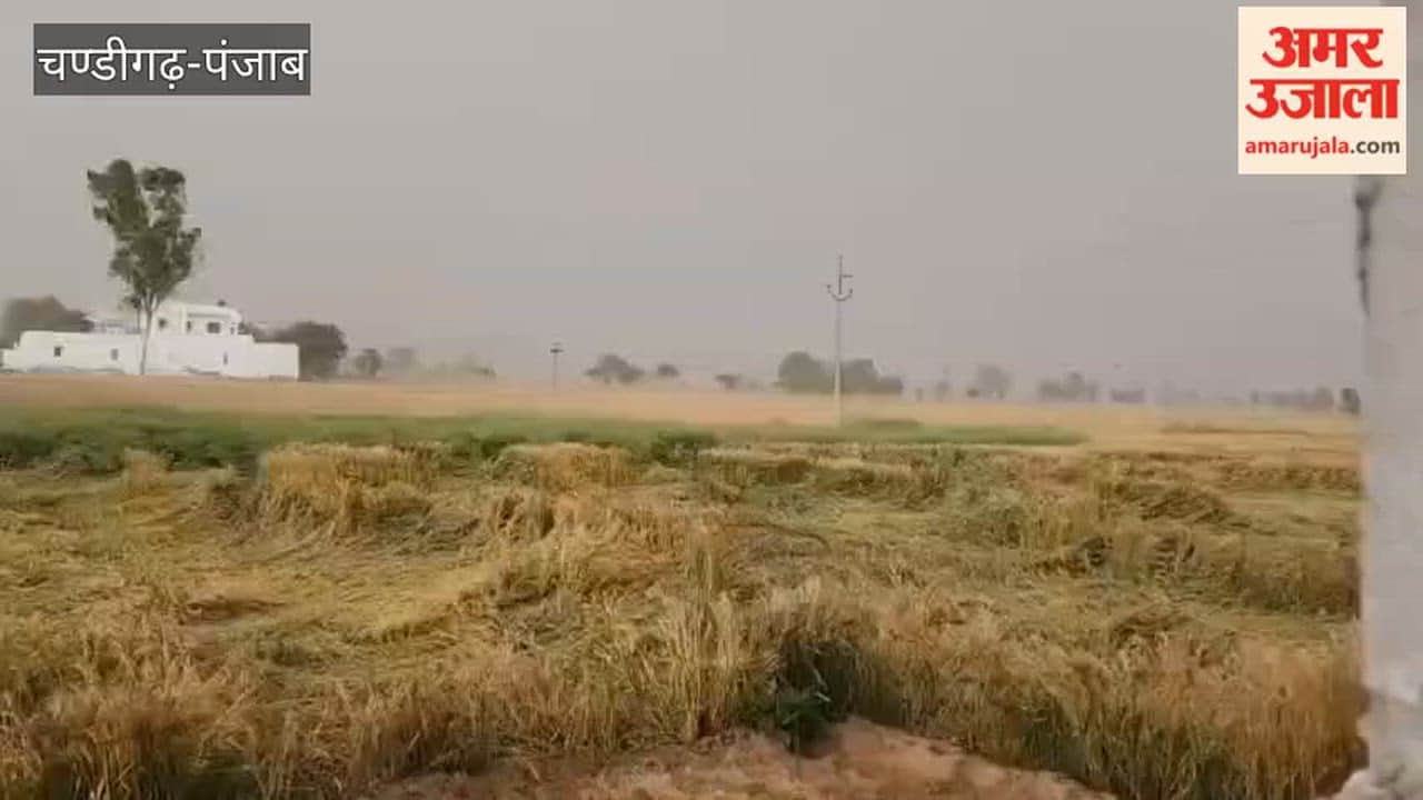 Hailstorm, rain and strong winds damage wheat crop in Guruharsahae