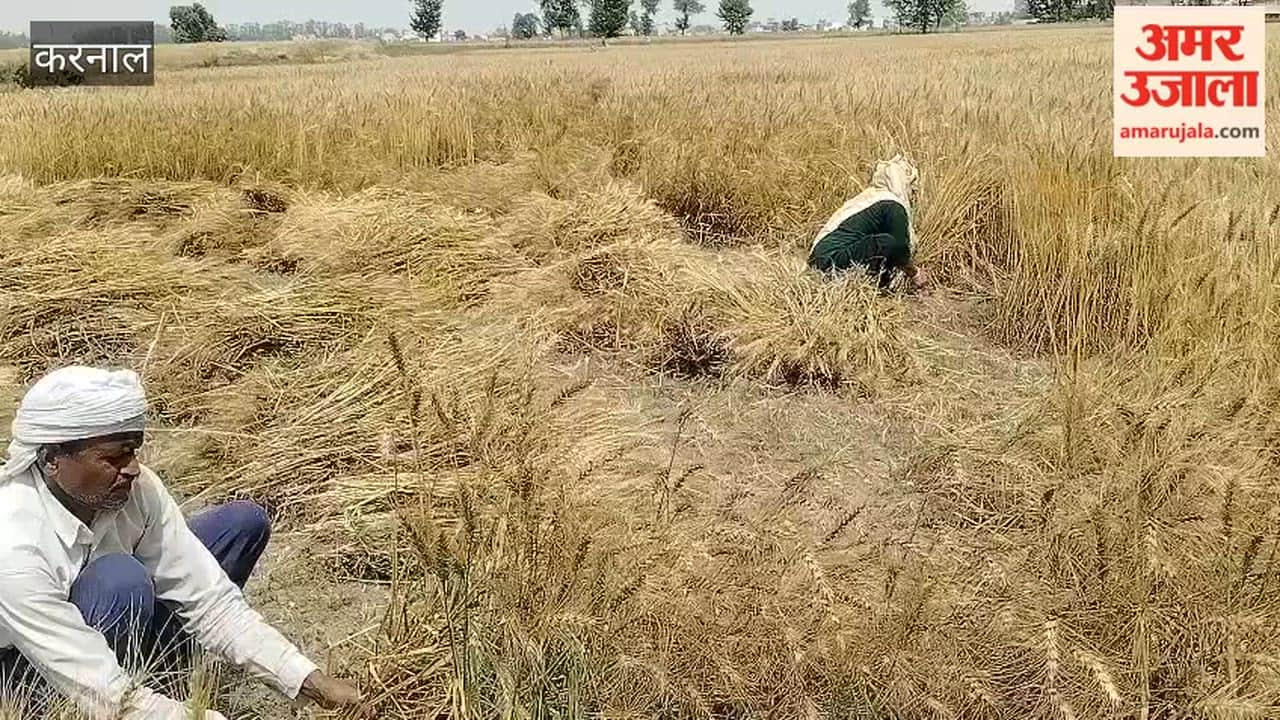 Wheat harvesting picks up pace in Gharaunda area