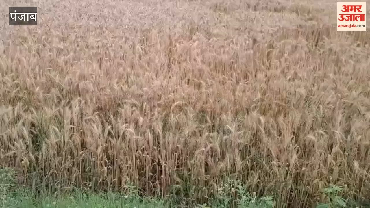 Weather Takes a Turn in Punjab; Rain and Hailstorm Heighten Farmers' Concerns