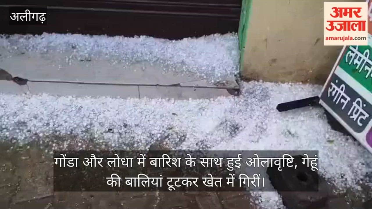 गोंडा और लोधा में बारिश के साथ हुई ओलावृष्टि, गेहूं की बालियां टूटकर खेत में गिरीं