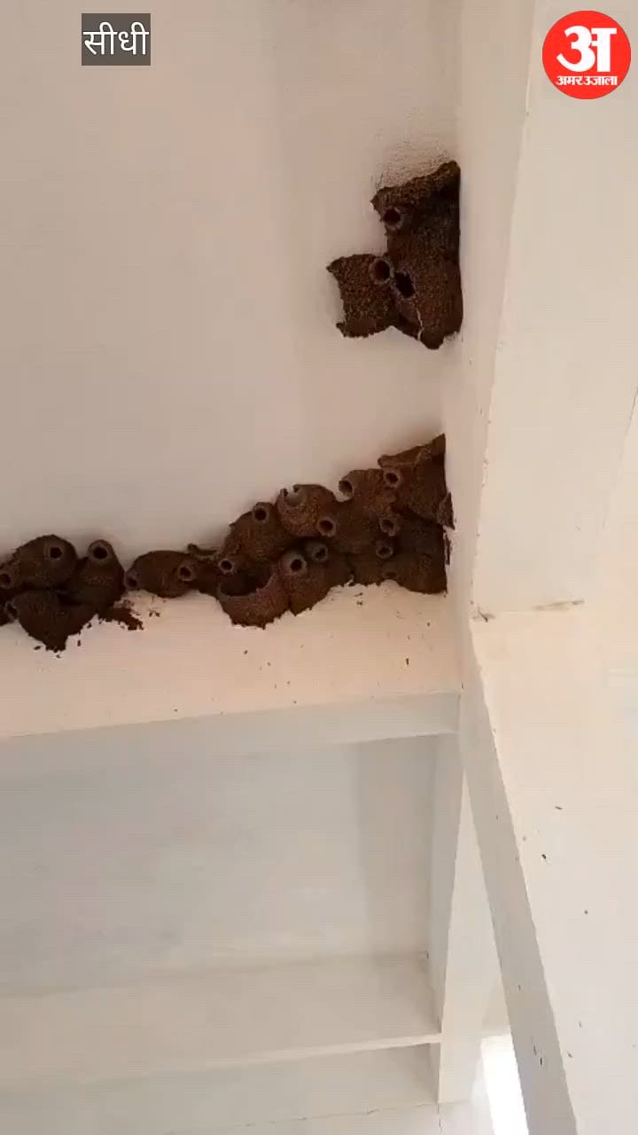 kanhaiya bird mysterious nest wire tailed swallow bari river forest department investigation