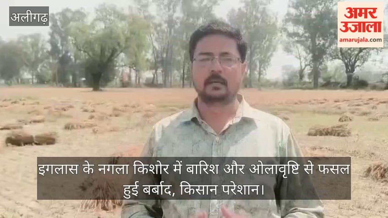इगलास के नगला किशोर में बारिश और ओलावृष्टि से फसल हुई बर्बाद, किसान परेशान