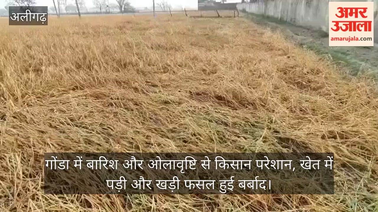 गोंडा में बारिश और ओलावृष्टि से किसान परेशान, खेत में पड़ी और खड़ी फसल हुई बर्बाद