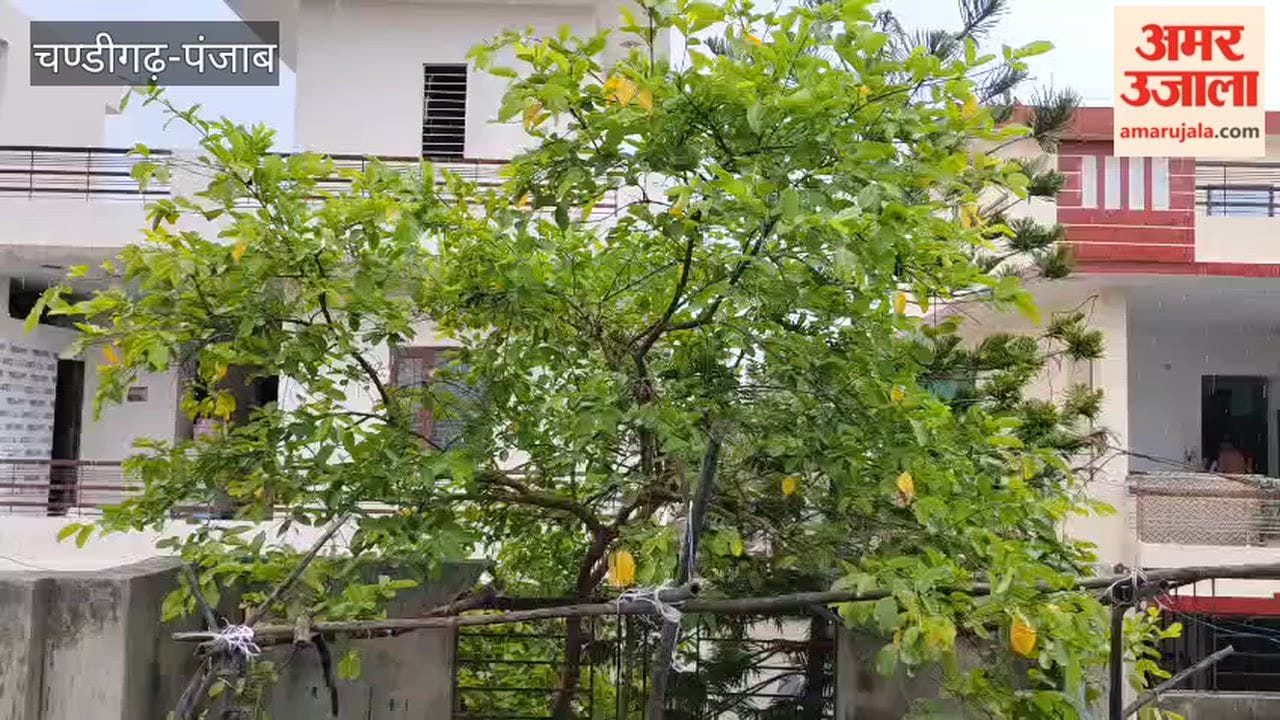 Rain in Firozpur