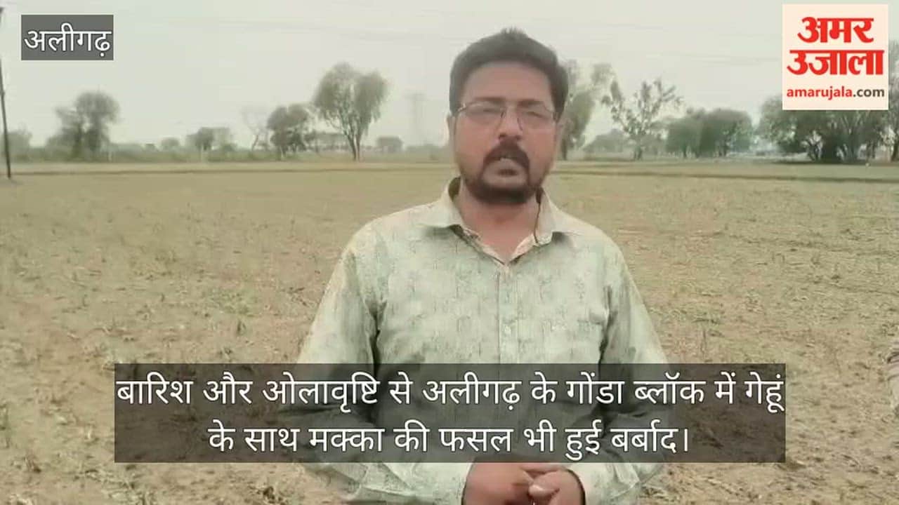 बारिश और ओलावृष्टि से अलीगढ़ के गोंडा ब्लॉक में गेहूं के साथ मक्का की फसल भी हुई बर्बाद
