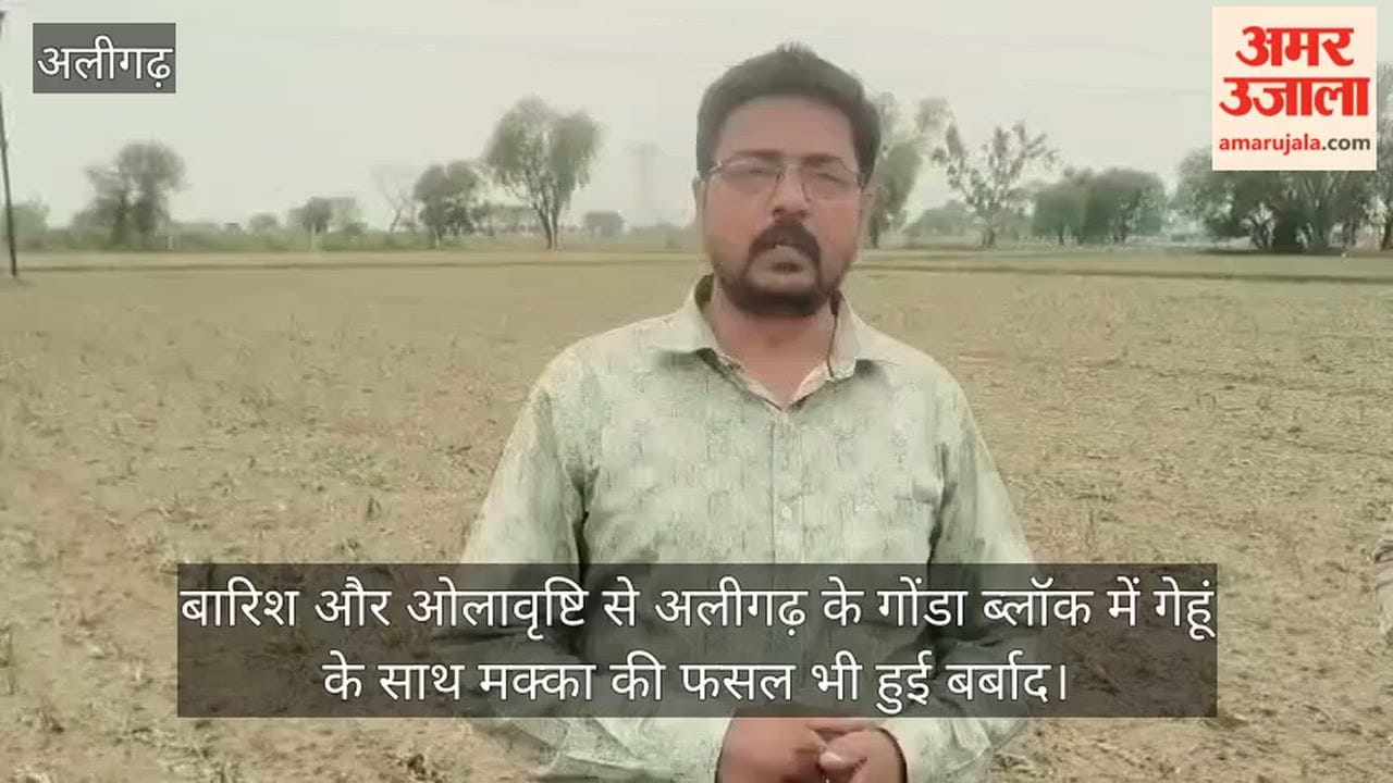 बारिश और ओलावृष्टि से अलीगढ़ के गोंडा ब्लॉक में गेहूं के साथ मक्का की फसल भी हुई बर्बाद