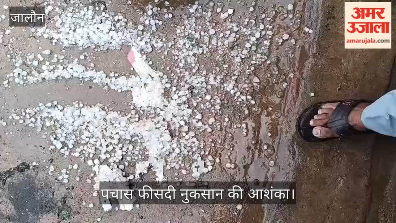 Orai Storm and Rain Snatch Livelihood from Farmers 50% Loss Estimated Demand for Survey Raised