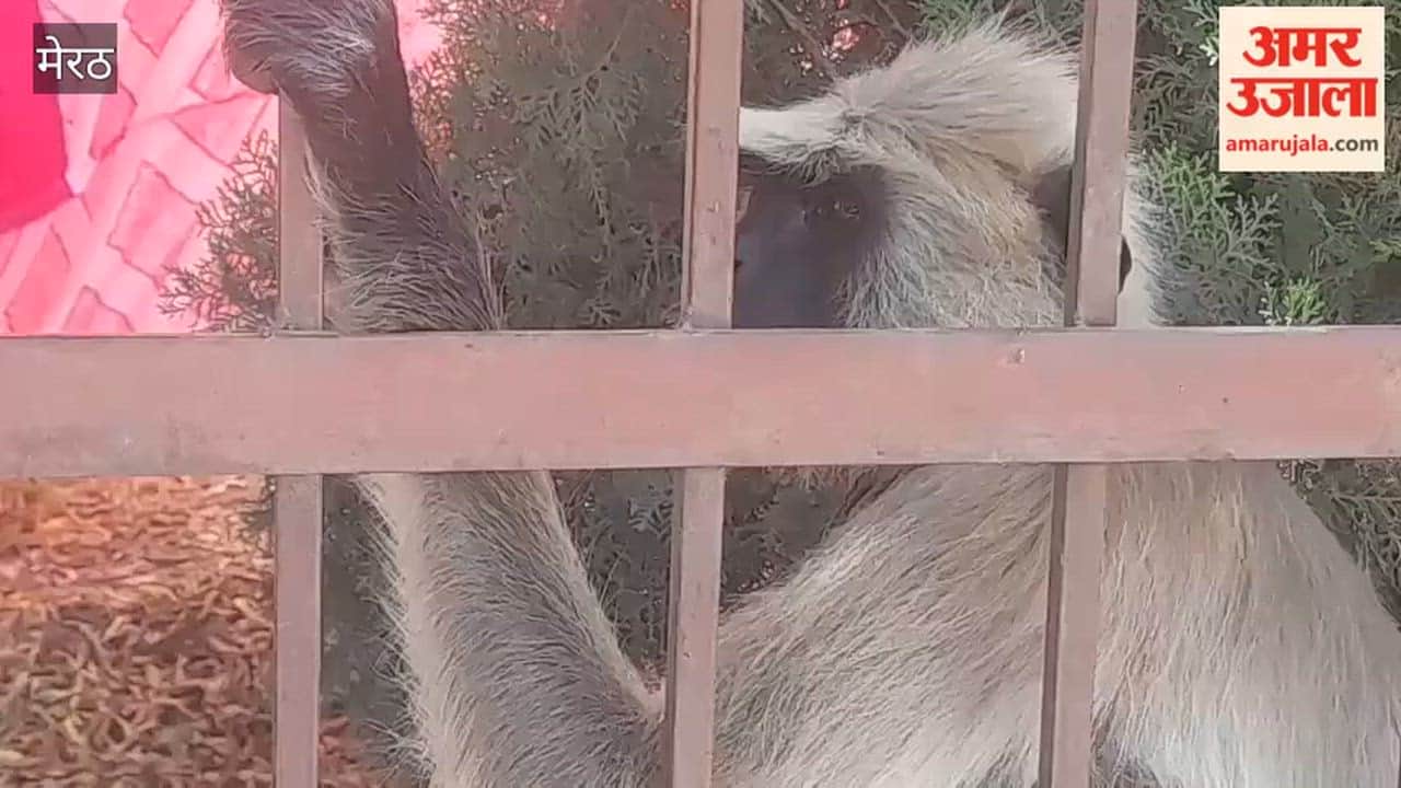 Meerut: Langur brought to Devnagri College to save itself from monkeys