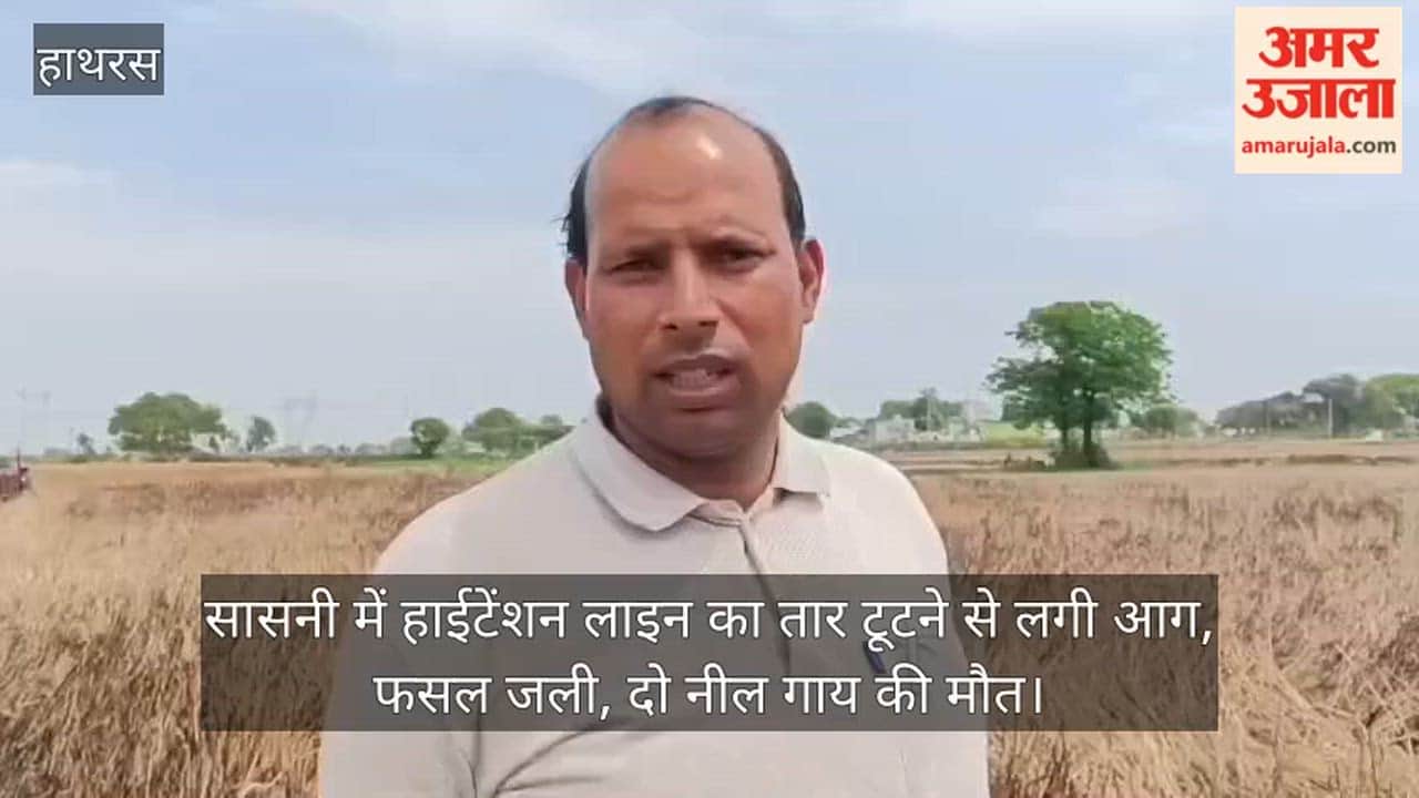 सासनी में हाईटेंशन लाइन का तार टूटने से लगी आग, फसल जली, दो नील गाय की मौत