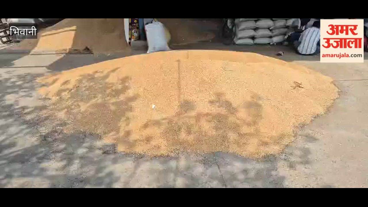 One thousand quintals of wheat arrived in Bhiwani Mandi.