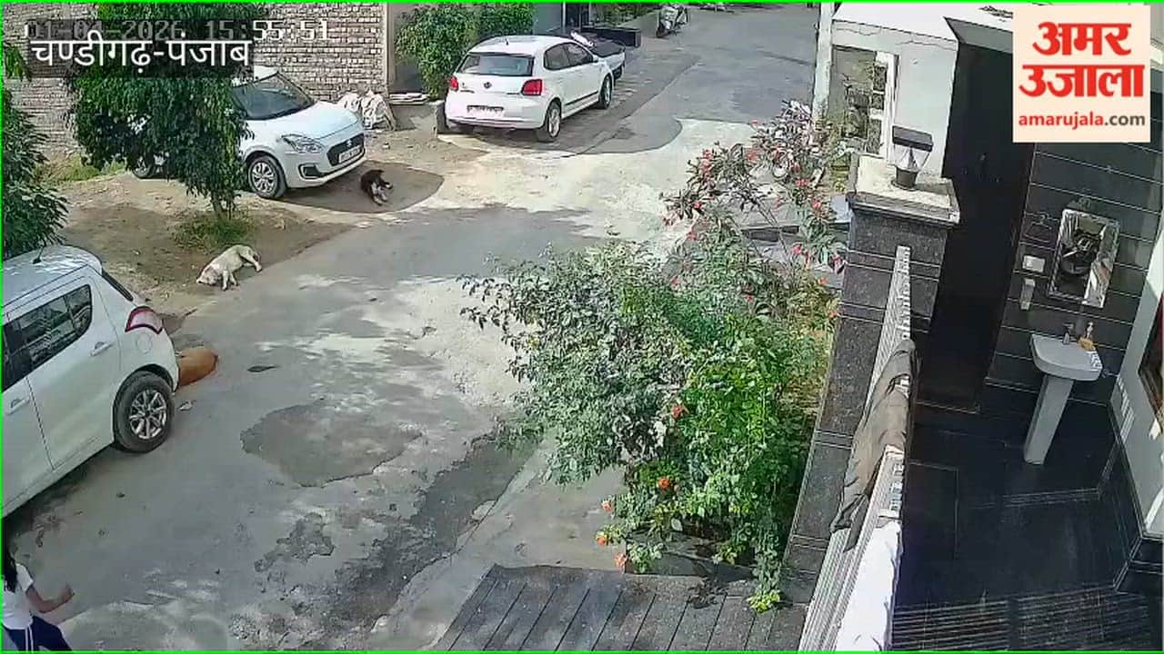 Eight dogs bite young girl in Fazilka