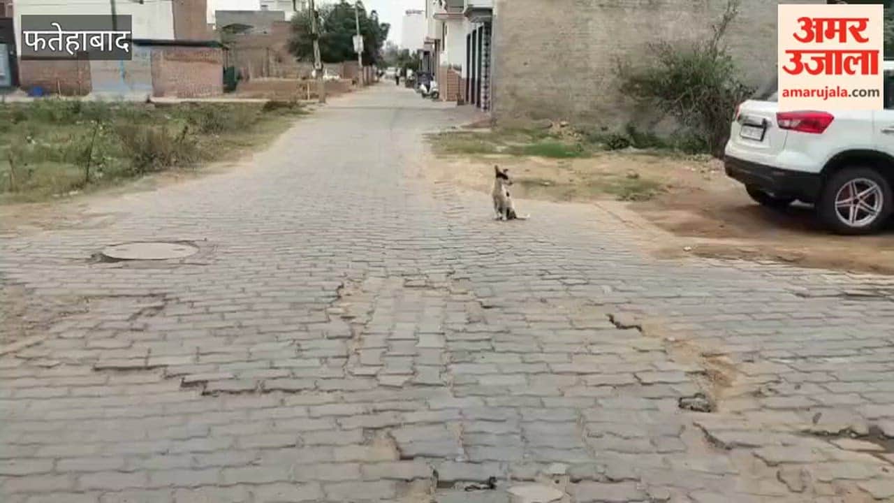 Dogs mauled the body in Tohana