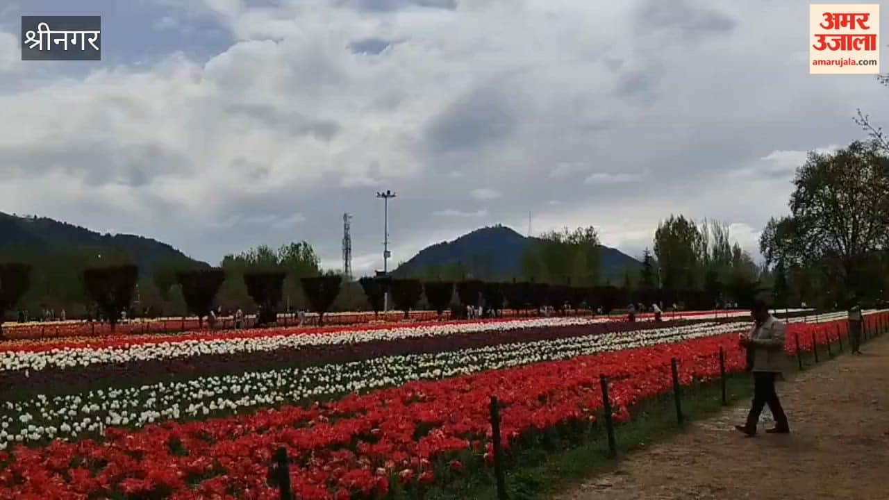 Tulip Garden is witnessing a surge of tourists, with over 2.25 lakh visitors in 18 days.
