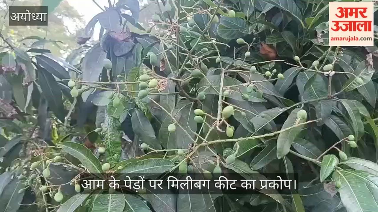 VIDEO: आम के पेड़ों पर मिलीबग कीट का प्रकोप, फल को कर रहे नुकसान
