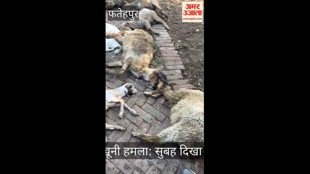 15 sheep killed in dog attack in Fatehpur village