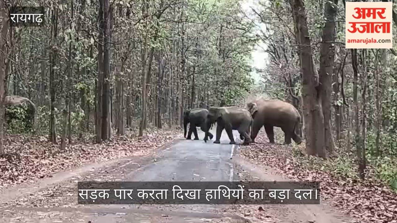 Raigarh: A large group of elephants is seen crossing the road