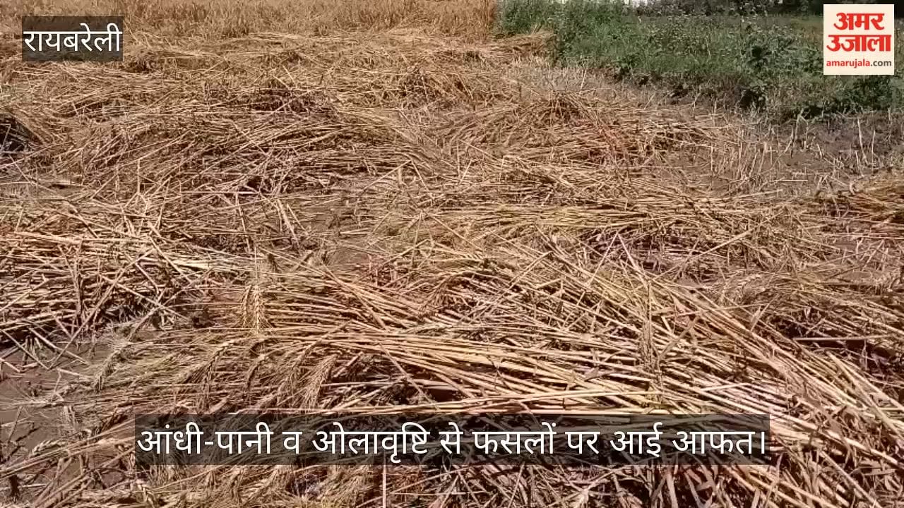 रायबरेली में आंधी-पानी व ओलावृष्टि से फसलों पर आई आफत