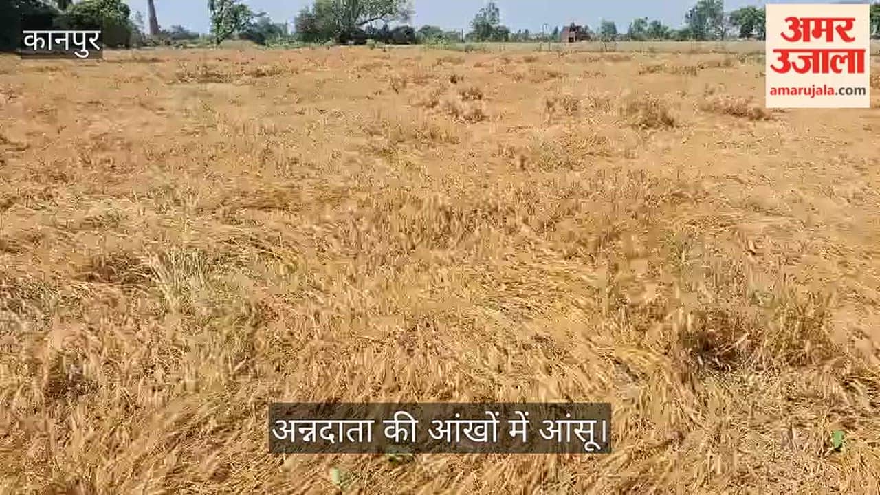 Kanpur Havoc Wreaked by Fierce Storm and Rain in Bhitargaon Wheat Crops Flattened in the Fields