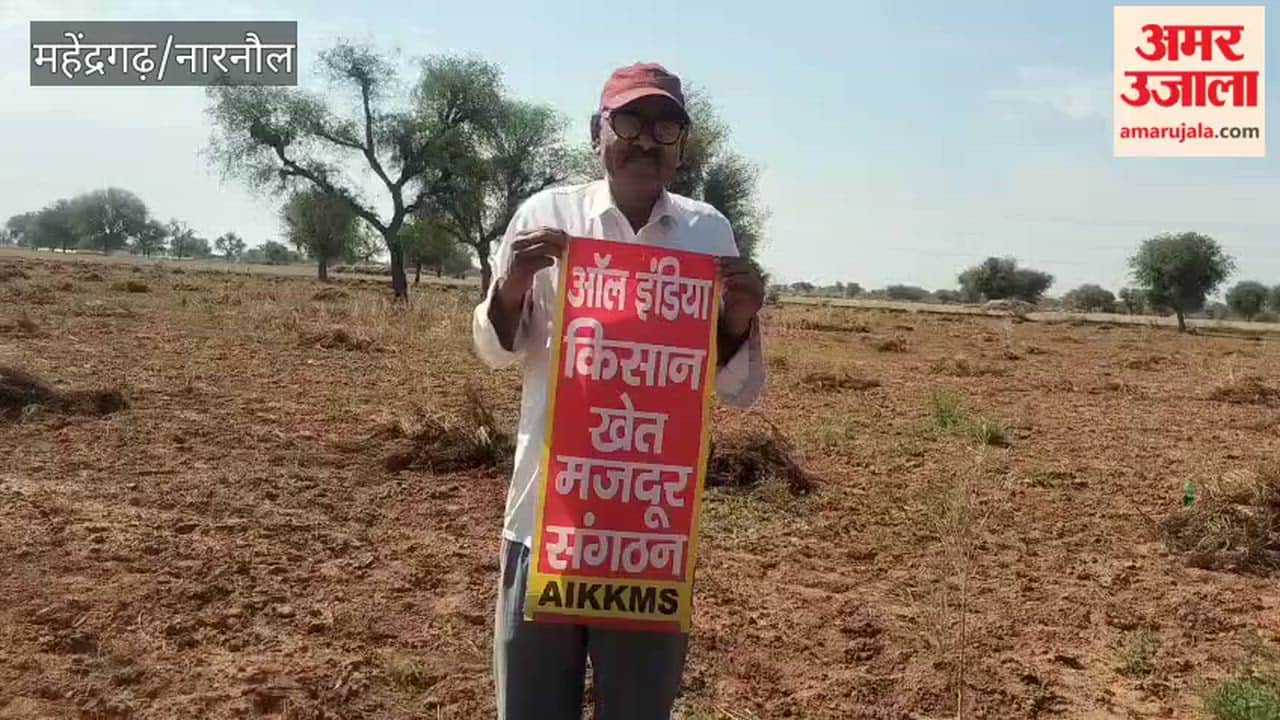 Chickpea Crop Devastated by Unseasonal Rains in Narnaul; Farmers Suffer Heavy Losses