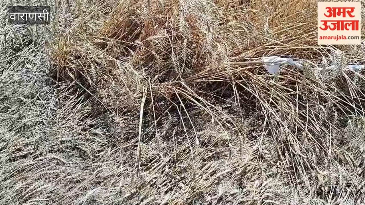 Farmers Crops Damaged by Rain and Storm in varanasi