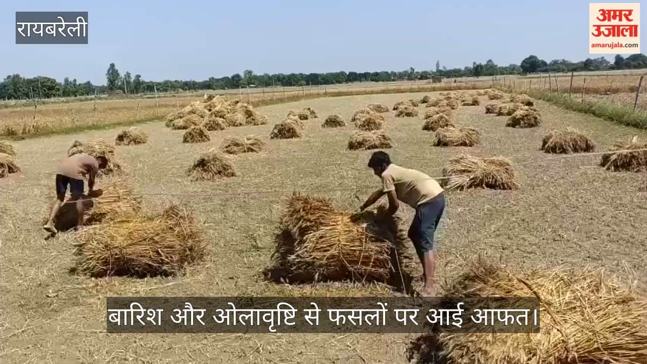 रायबरेली में बारिश और ओलावृष्टि से फसलों पर आई आफत