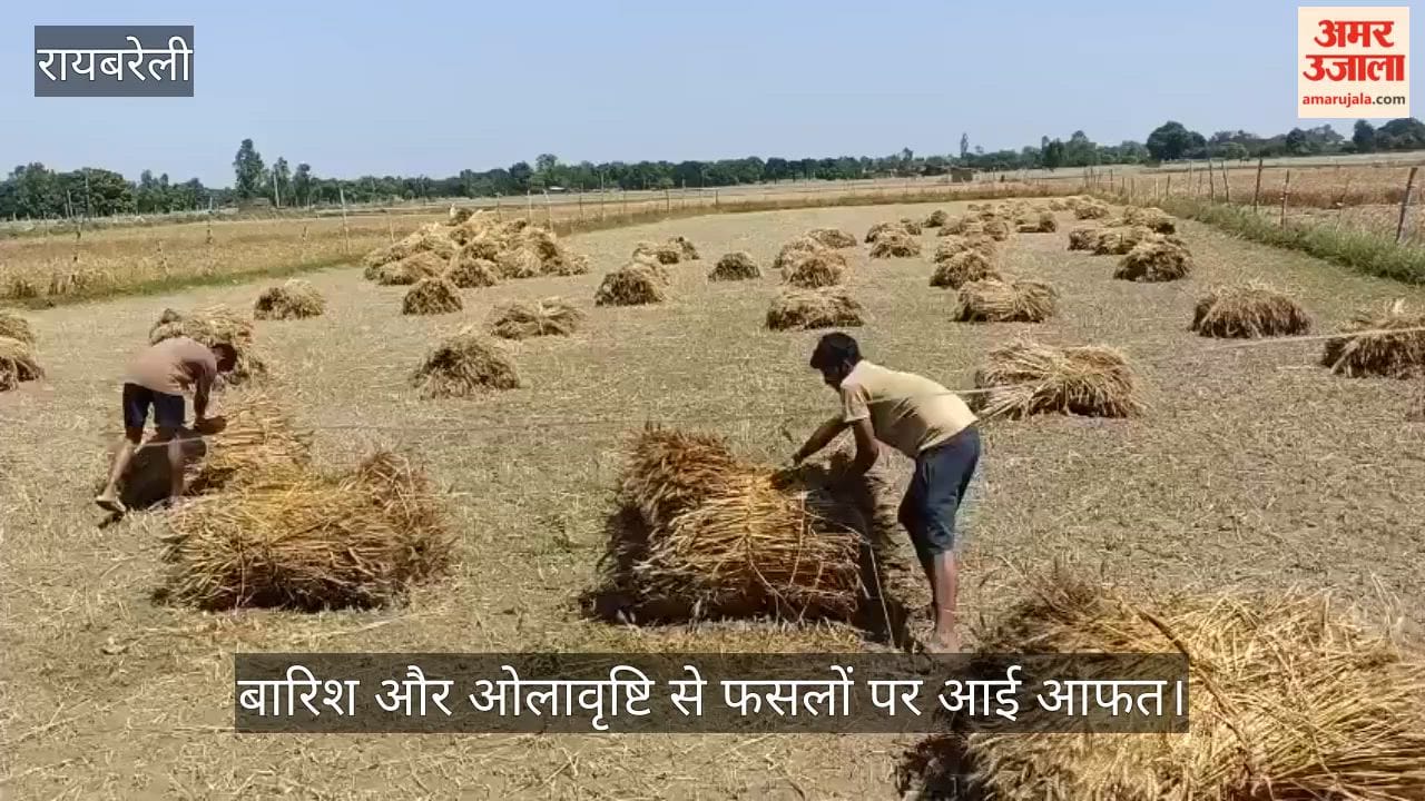 रायबरेली में बारिश और ओलावृष्टि से फसलों पर आई आफत