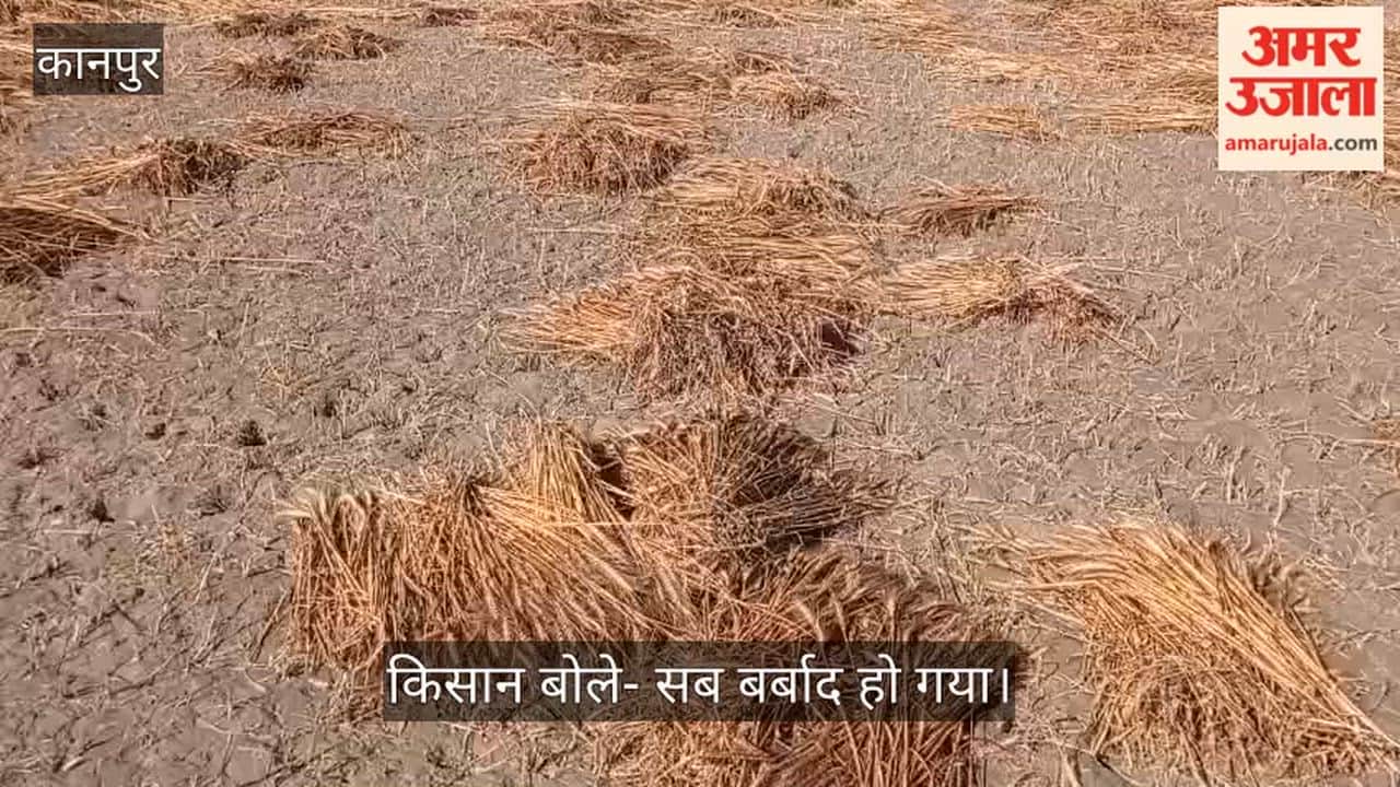 Kanpur Unseasonal Rains Snatch Food from Farmers Mouths Hundreds of Bighas of Harvested Wheat Crop Soaked