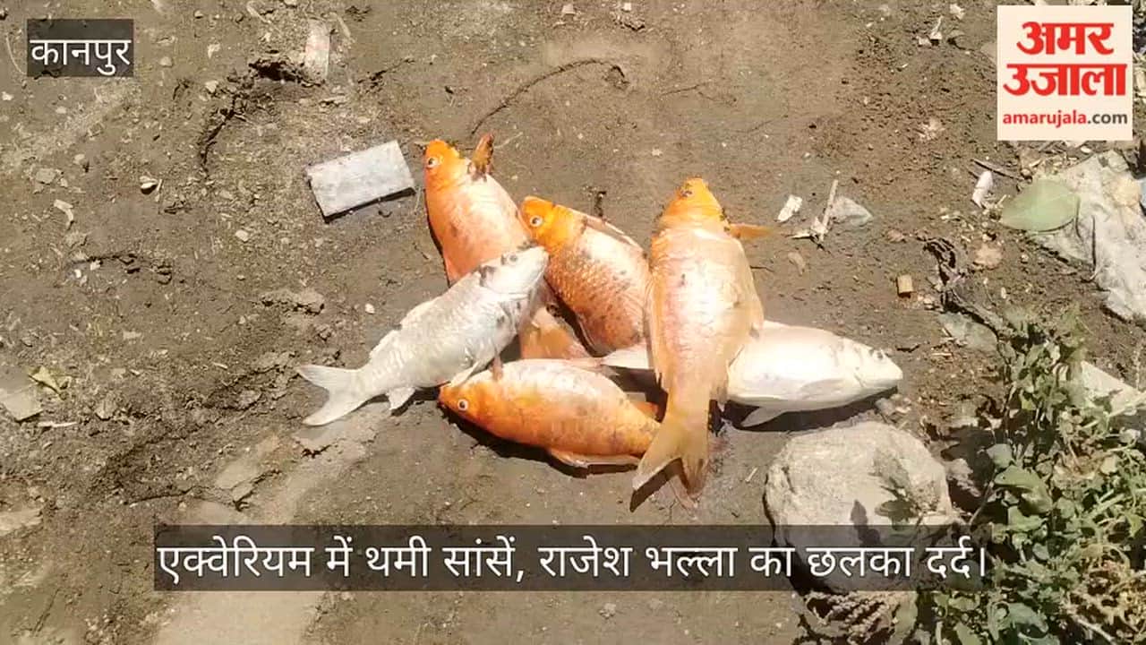 Kanpur Supply Cut Off for 20 Hours 27 Ornamental Fish Die Due to Oxygen Shortage