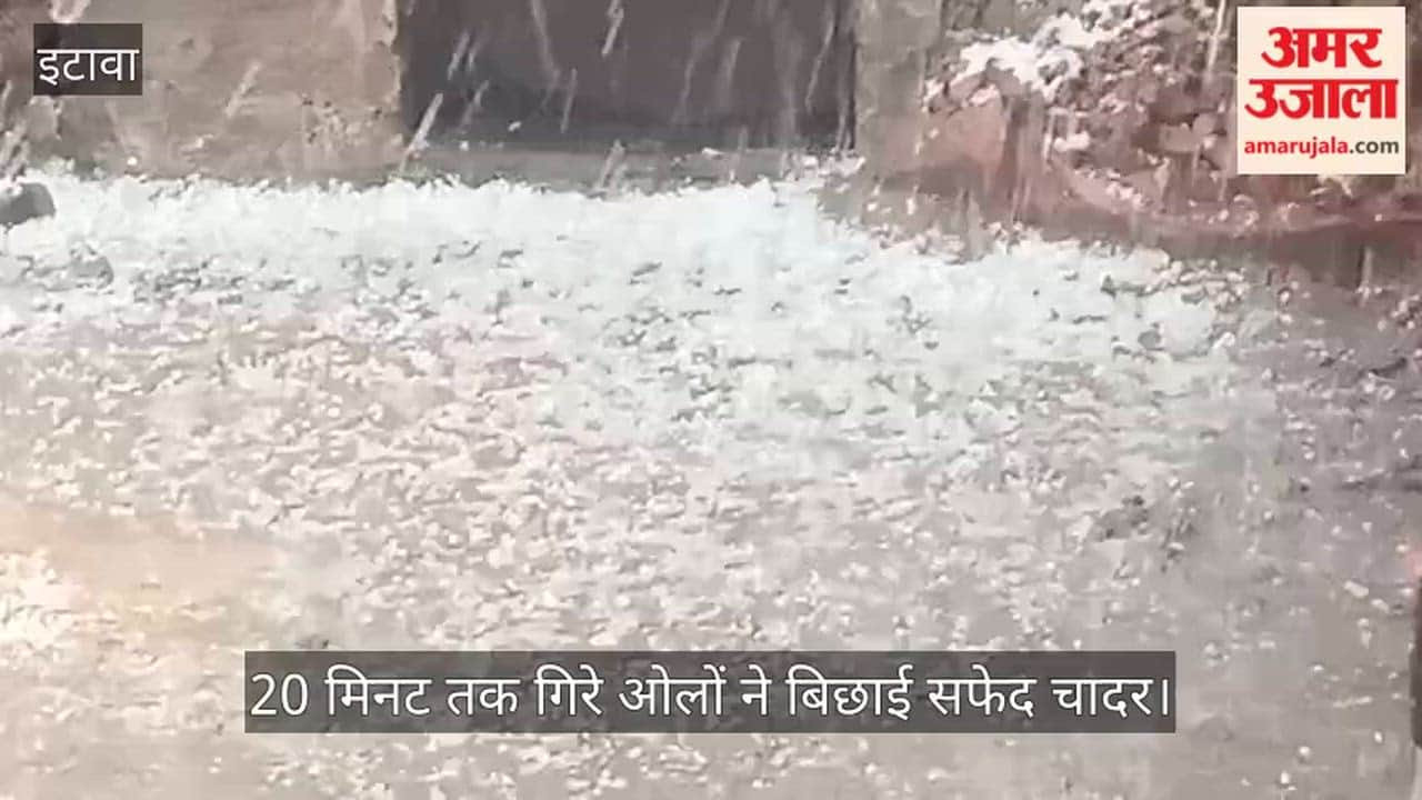 Hail falls alongside rain in Etawah Yellow Gold turns to dust leaving farmers shaken