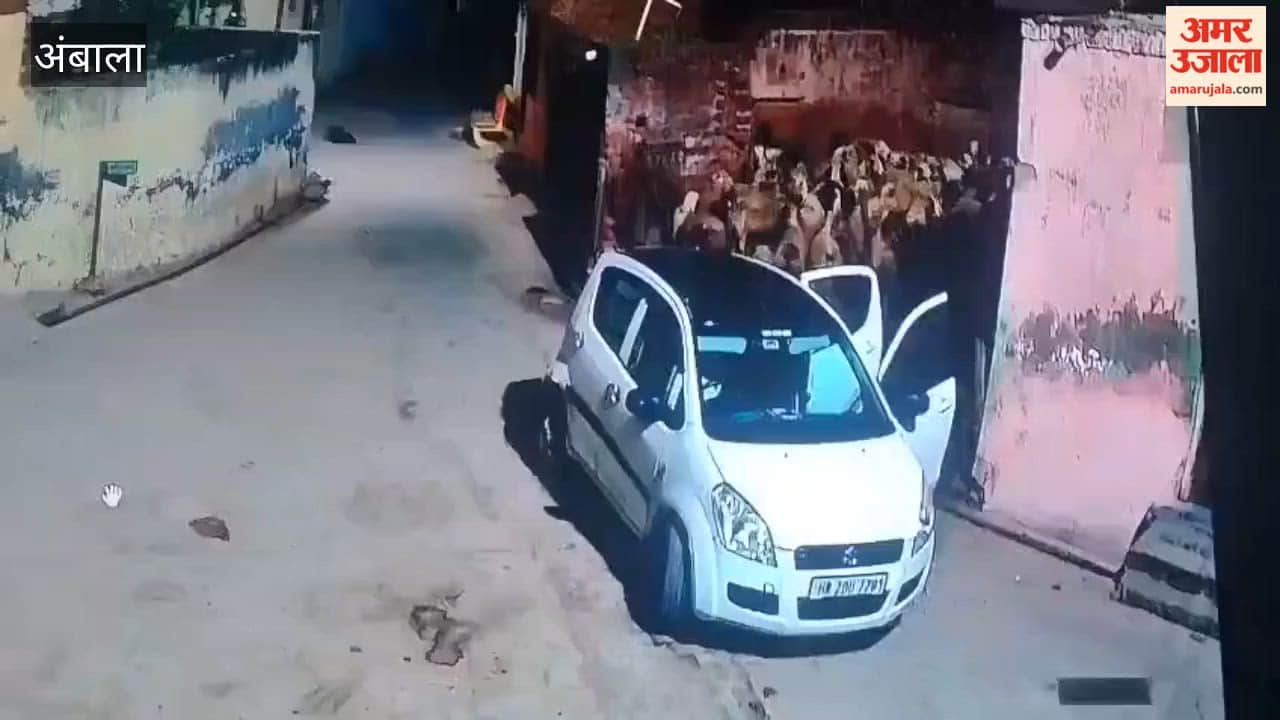 Sheep stolen in a car