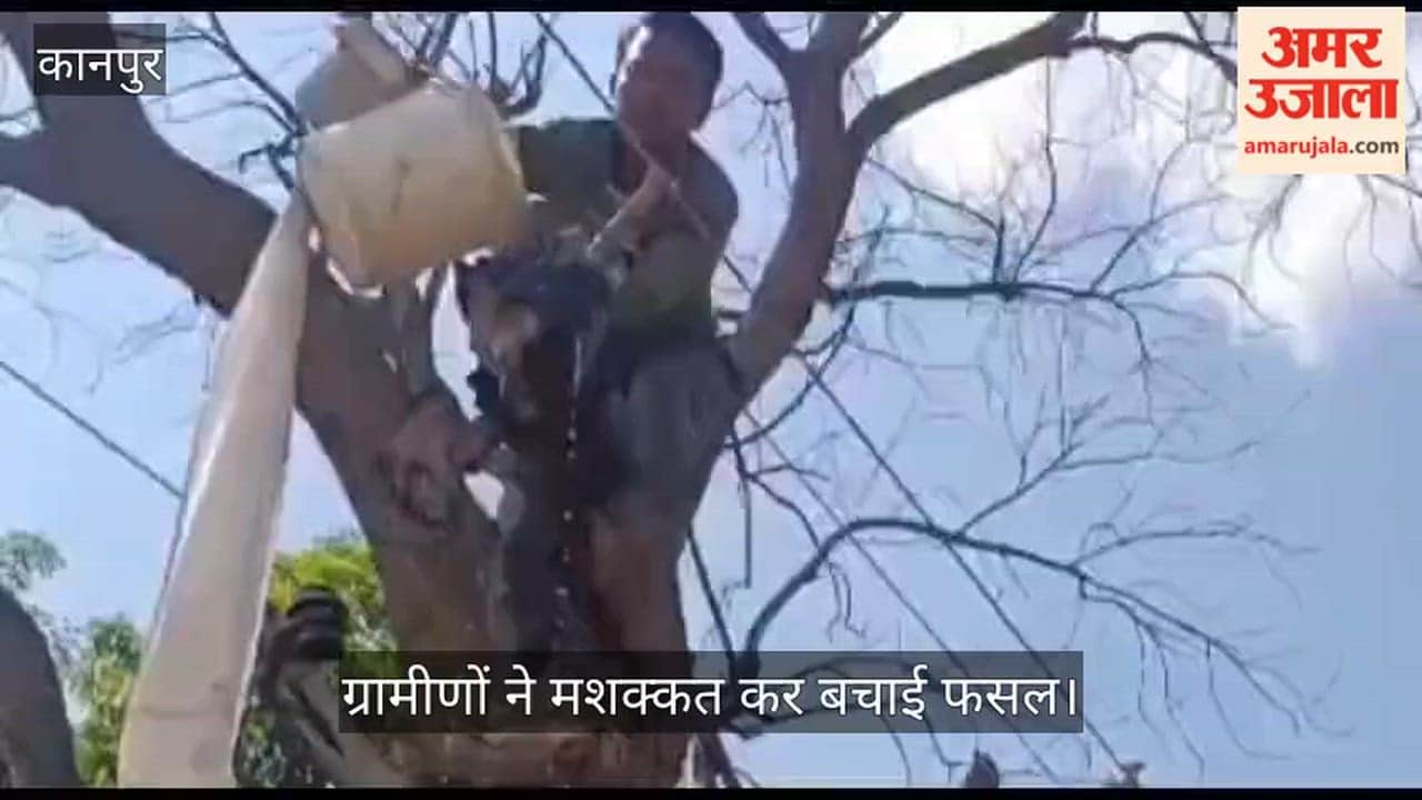Kanpur High tension wire strung on neem branch using an insulator fire erupts in wheat field as sparks fall