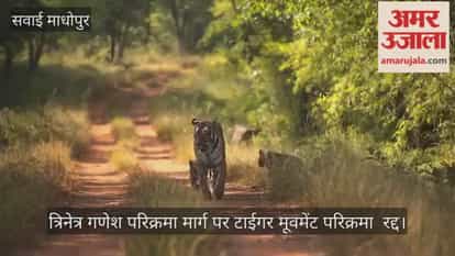 Sawai Madhopur News: Trinetra Ganesh Parikrama suspended as tigress Riddhi and her cubs continue movement