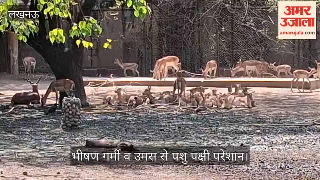 VIDEO: भीषण गर्मी व उमस से पशु पक्षी परेशान, पानी में अठखेलियां करते देखे गए पक्षी
