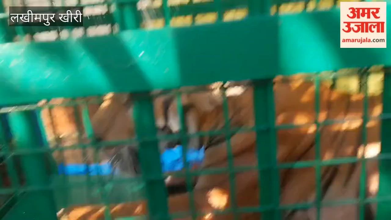 Tigress caged in Lakhimpur Kheri