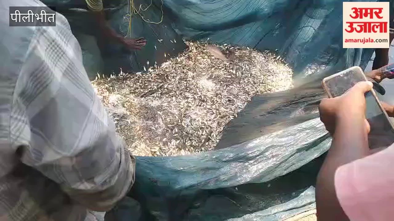 Crocodile rescued from the Gomti origin lake in Pilibhit