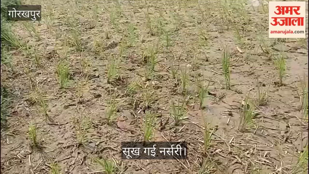 Nursery dried up due to lack of rain; farmers are transplanting crops using private resources.